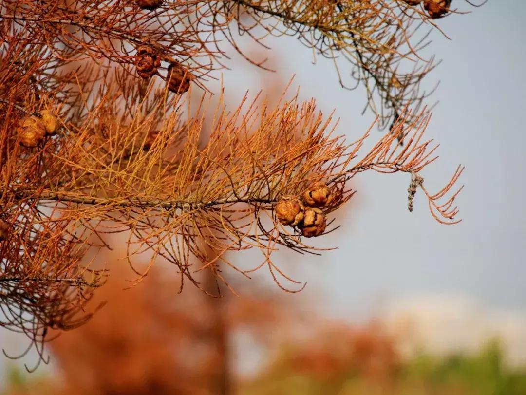 薛城未来五年发展之城南篇,薛城未来重点发展的片区