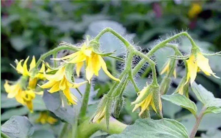 植保防治技术有哪些,苗子易徒长应该怎么控旺