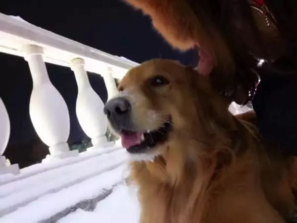 自家的狗成精了是怎样一种体验？