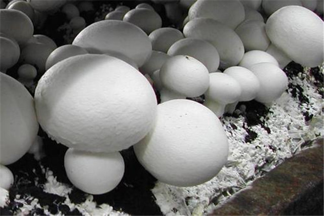 双孢菇高产高效栽培技术,双孢菇的高效栽培技术