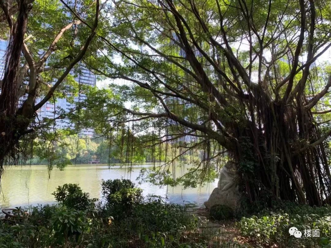 深圳华侨城的历史,深圳华侨城变迁史