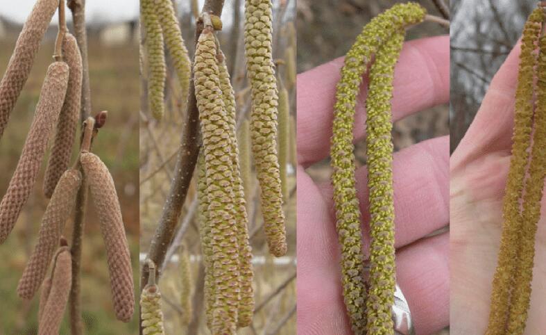 过年好吃的坚果有哪些,春节必吃的几种坚果