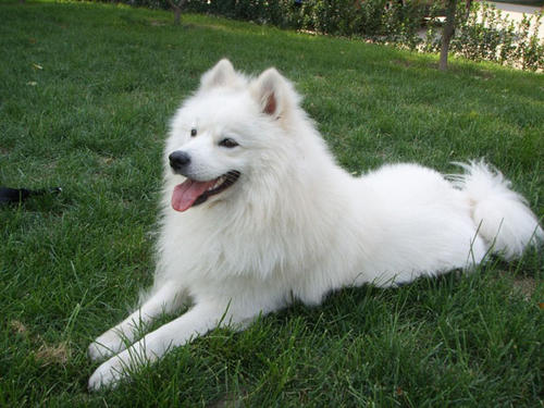 一只萨摩耶有多可怕,一只萨摩耶犬优点