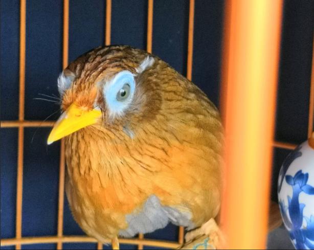 画眉鸟怎么养才接近人不怕人呢,如何养画眉鸟不怕人