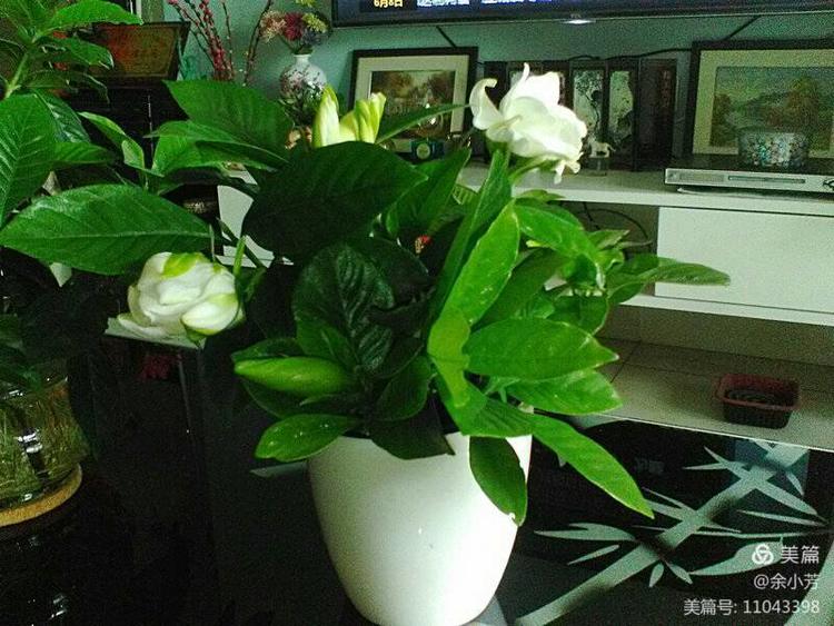 栀子花开舞蹈视频,栀子花开何炅