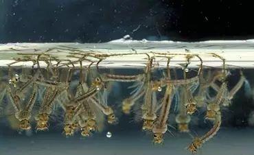 如果蚊子消失了对地球有什么伤害,如果蚊子从地球上消失人类会怎样
