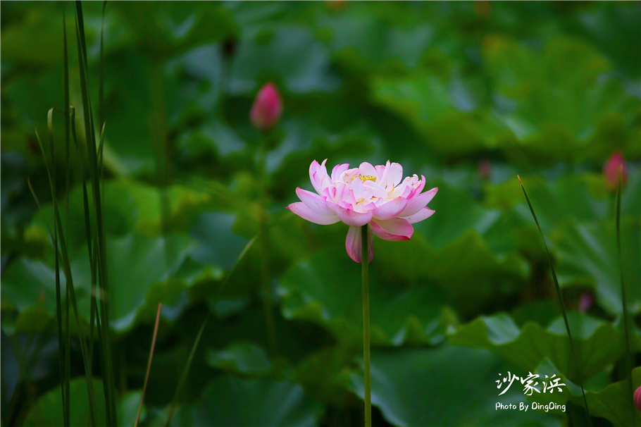 常熟哪里有荷花,江苏常熟荷花景区
