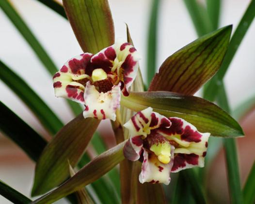 兰花开败后如何护理,兰花缺水怎么快速恢复