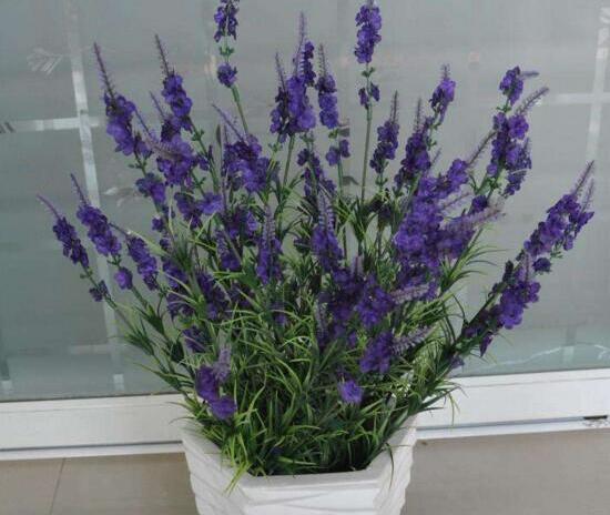 薰衣草扦插繁殖方法和时间,正确的薰衣草的扦插方法是什么