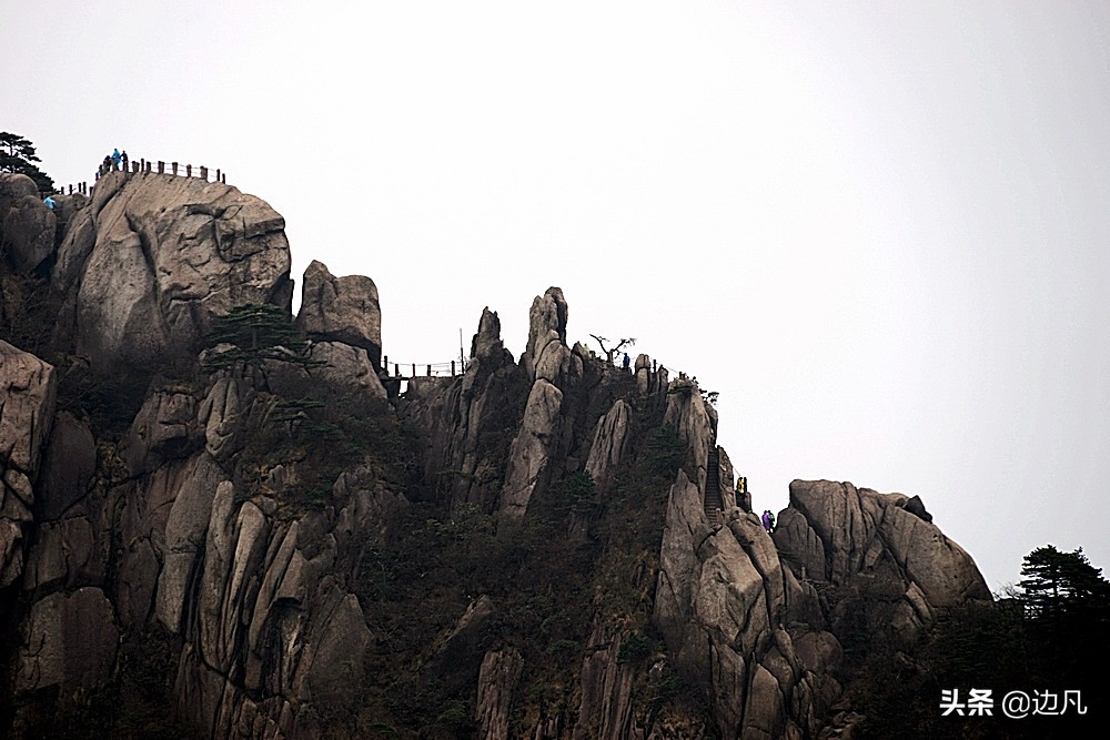 黄山迎客松是真树还是假树,黄山迎客松直播