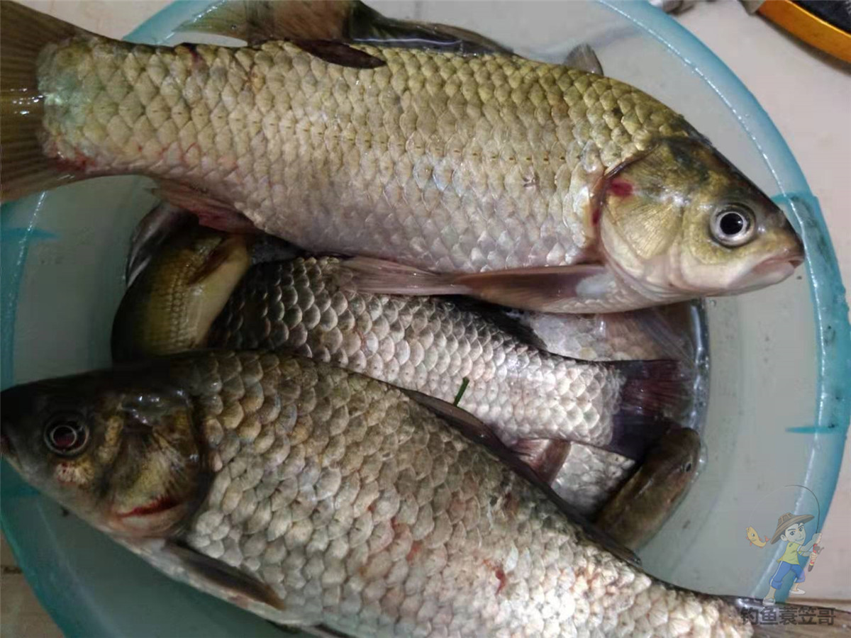 钓鱼技巧野外夜钓的三个选位技巧,钓鱼技巧如何钓黑坑鱼儿