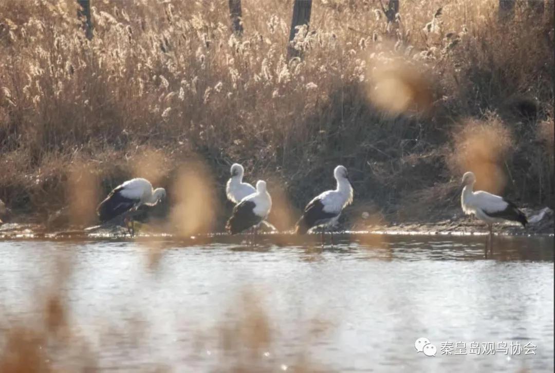 爱心让世界温暖的句子,爱心让生活更温暖