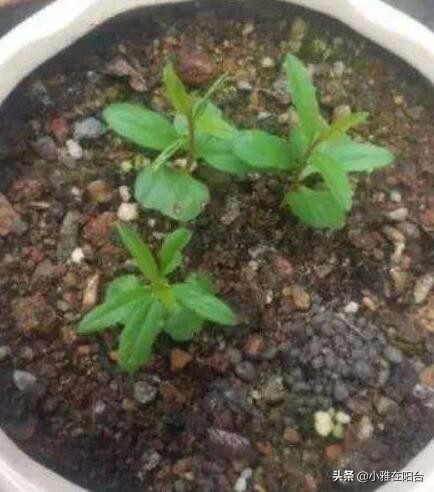 为什么石榴开花有早开有晚开花呢,石榴盆景多开花的技术有哪些方法