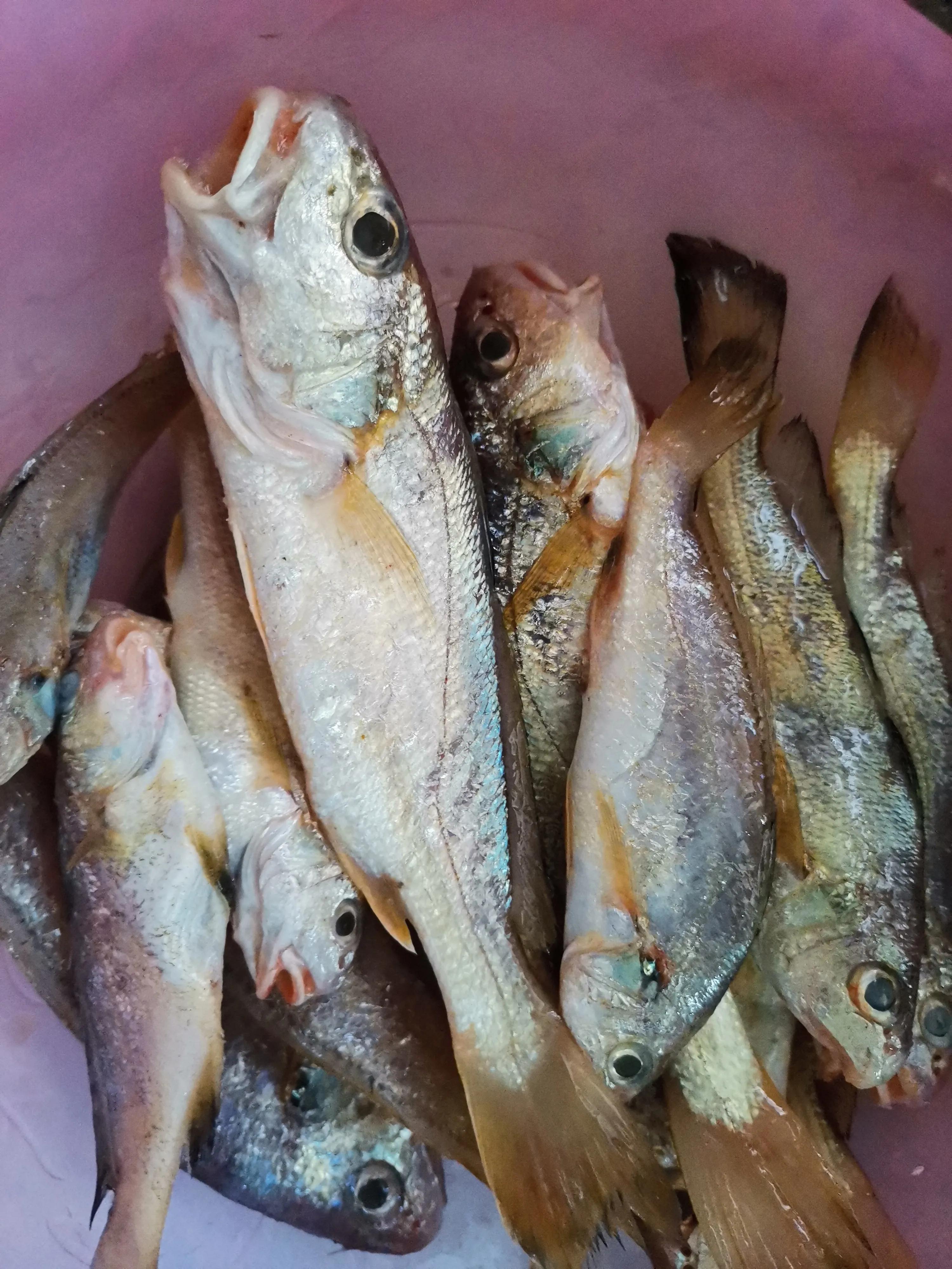 虫草花煲鸡汤婴儿,给孩子炖一锅虫草花鸡汤