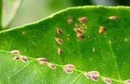 柑橘病虫害最新防治技术,柑橘病虫害详解视频教程