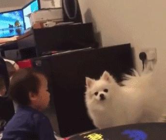 搞笑动图gif狗,搞笑动图gif沙雕