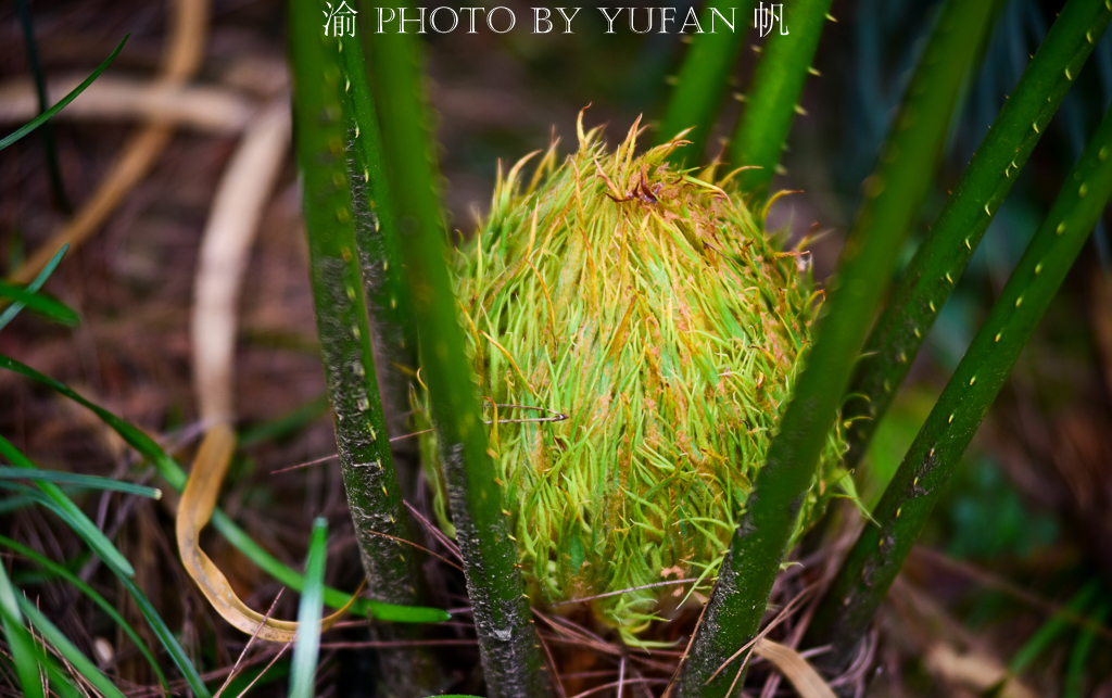 铁树开花一柱擎天的奇景图片,千年铁树开花真的这么罕见
