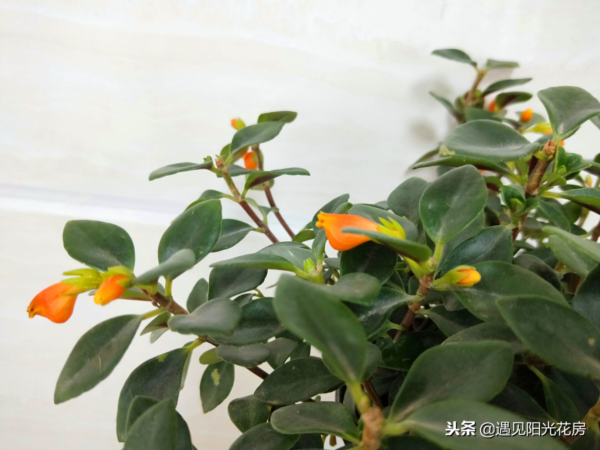 金鱼吊兰冬天怎么养能施肥吗,金鱼吊兰开花后像小金鱼一样漂亮