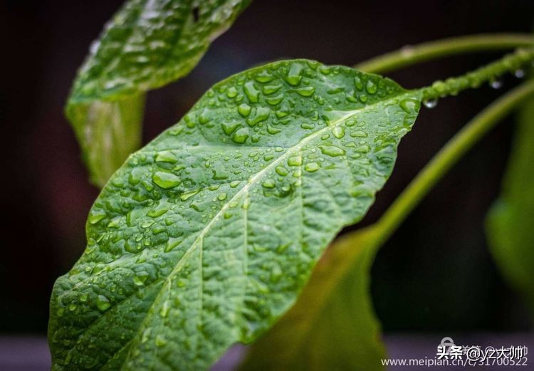 尼康d5500相机怎么拍照,尼康相机d5500录像