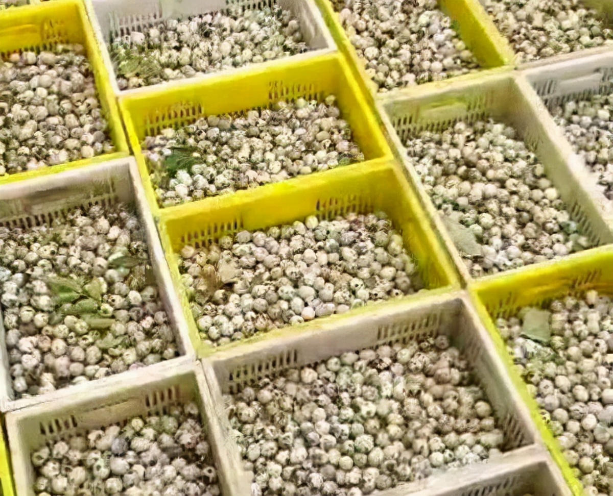 38岁河南小伙回乡创业,农村90后小伙回来创业