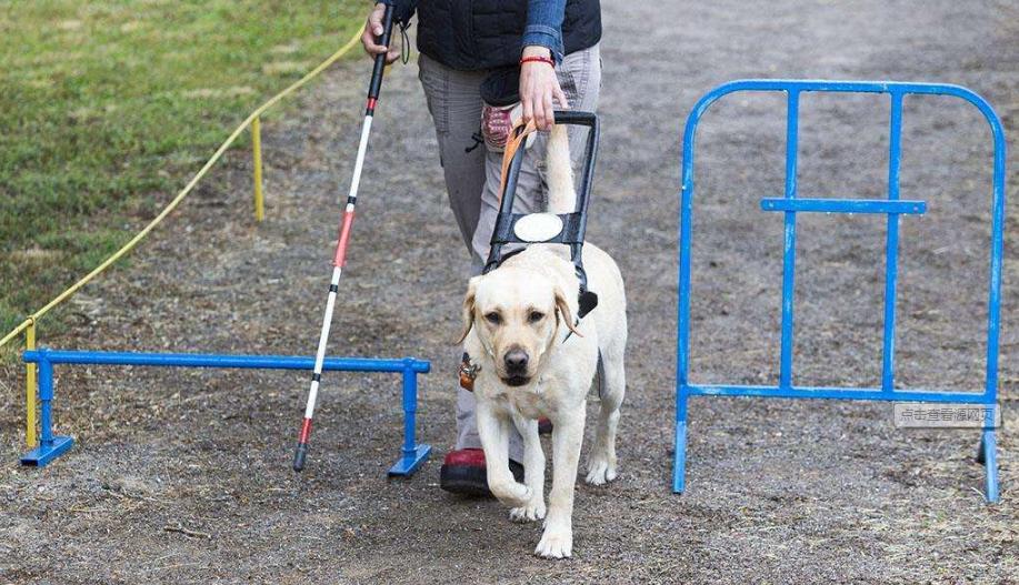 狗狗知识大全100条,狗狗知识百科大全巴哥