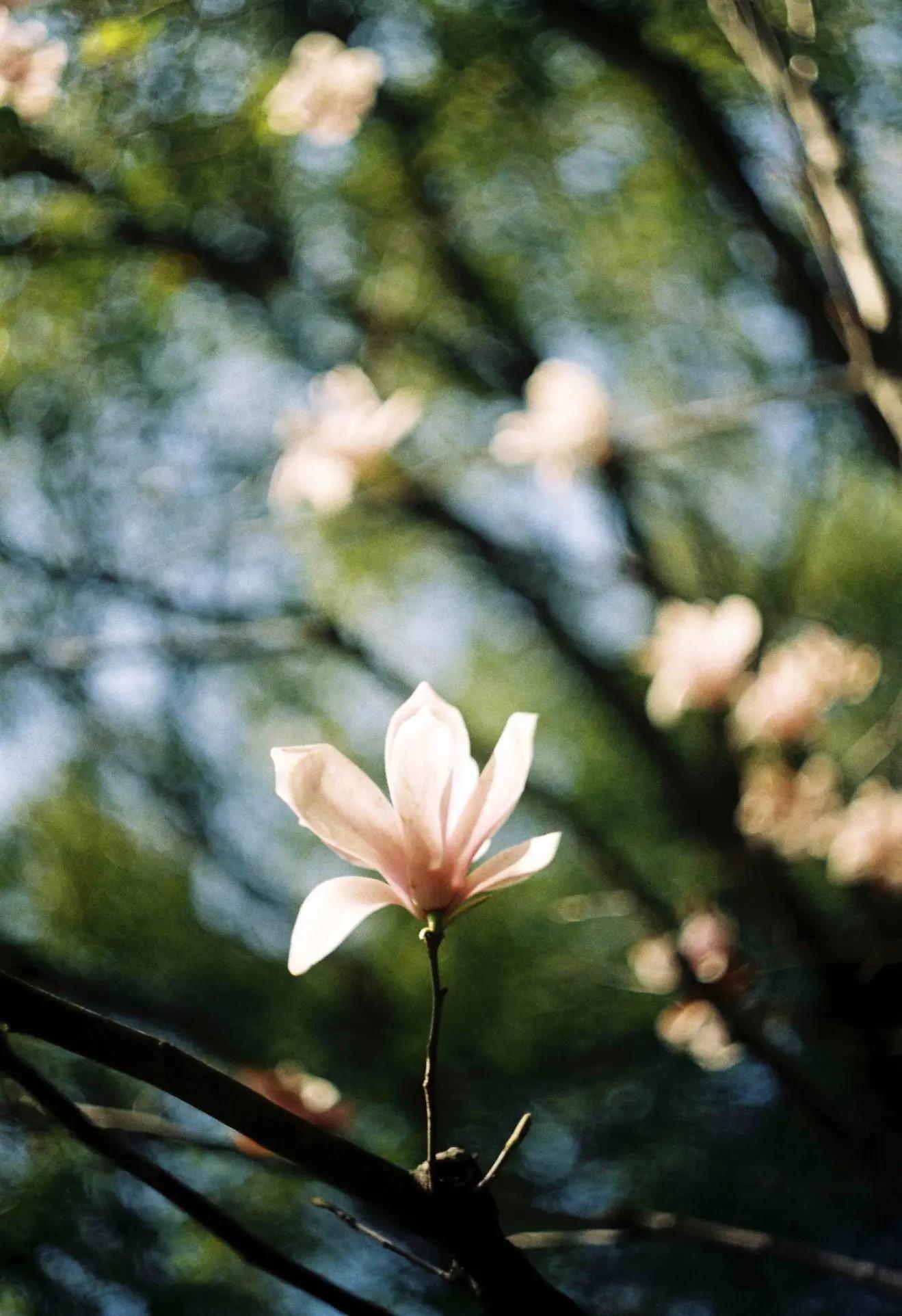 是谁发明了彩色相机,康泰时相机发展史