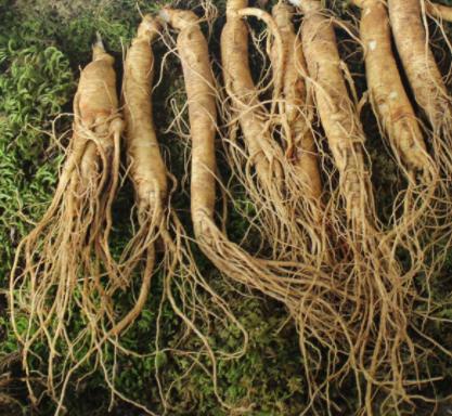 人参好难吃是什么意思,人参好消化吗