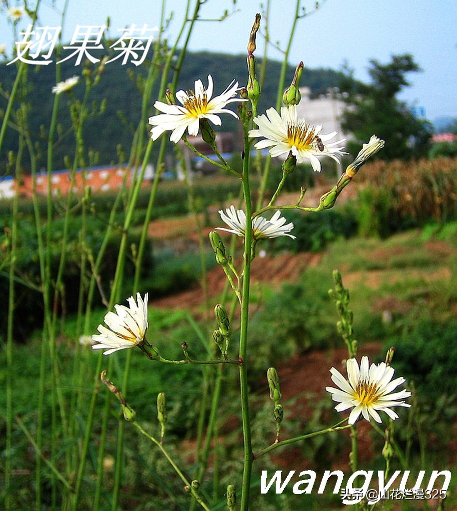 野生菊苣的辨认与图片,野菜苦菜识别方法