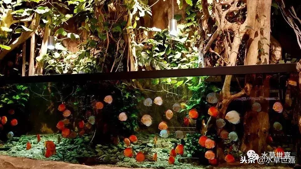 七彩神仙鱼水族箱布景,七彩神仙鱼苗繁殖技术