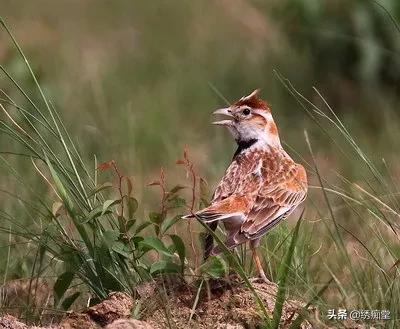 今天脾气有点暴躁的说说,什么样的百灵才是好百灵