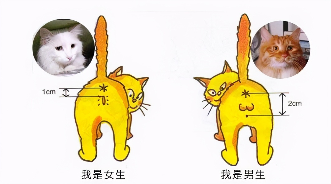 10个养猫失败的表现你会不会中招,养猫最让人困扰的6件事