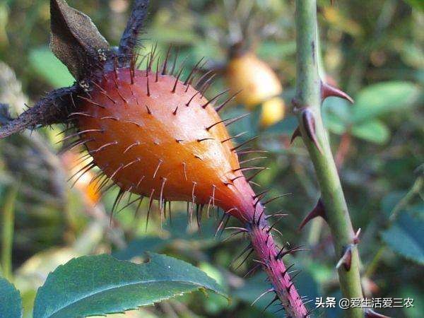 秋天田间成熟的野果,江西秋季野果
