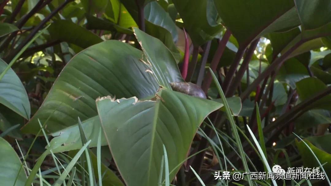 非洲大蜗牛要怎么样消杀,园区大蜗牛消杀