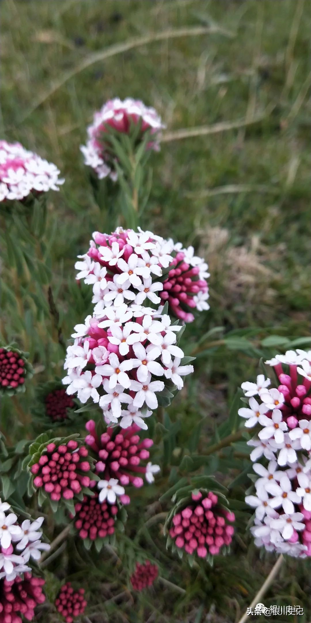 描写青海湖的唯美诗句,青海湖诗句