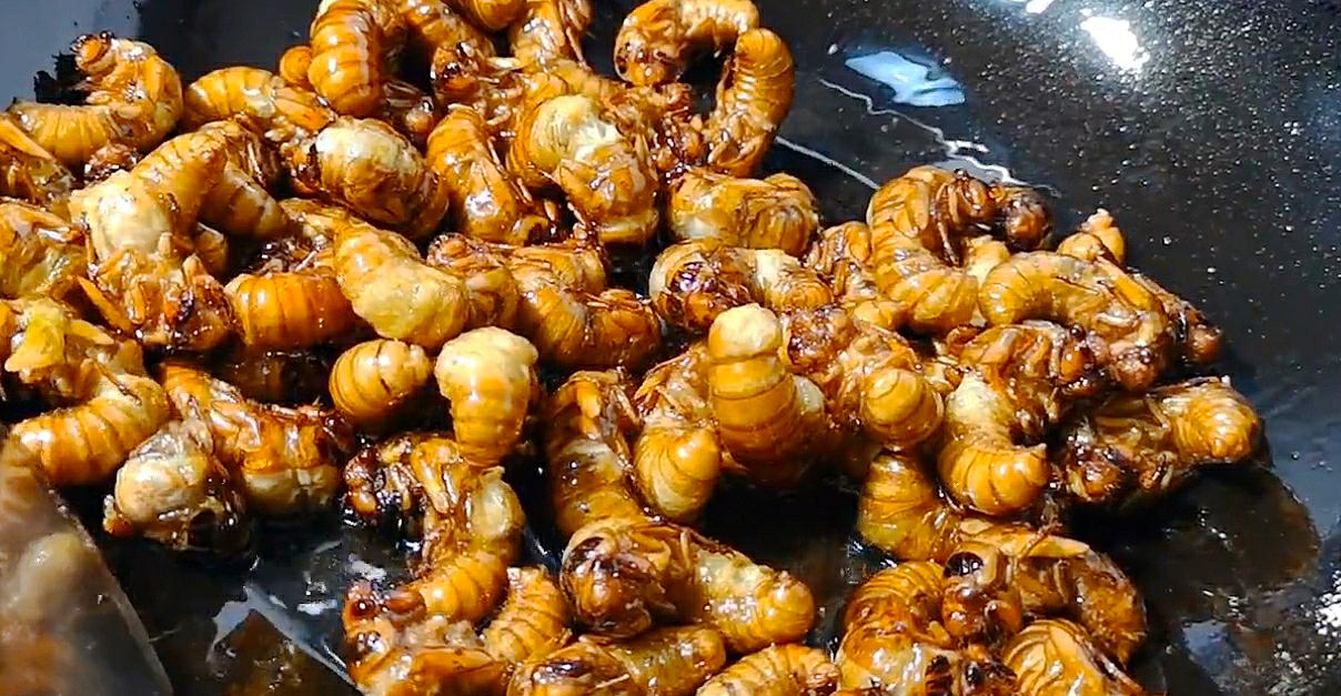 油炸金蝉去头吗,油炸金蝉炸几分钟