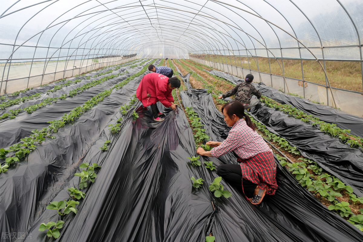 90后种植一水果年赚2000万,广西90后小伙回乡创业开农场