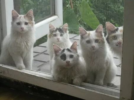 猫咪乱吃药怎么救,猫咪乱尿解决神器