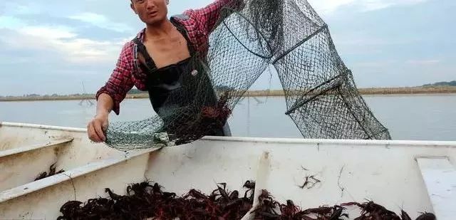 虾农怎么快速逮小龙虾,小龙虾虾塘快速捕虾技巧
