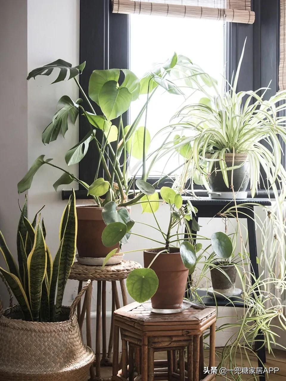 手残党绿植大全,给大家推荐几款超好养的绿植