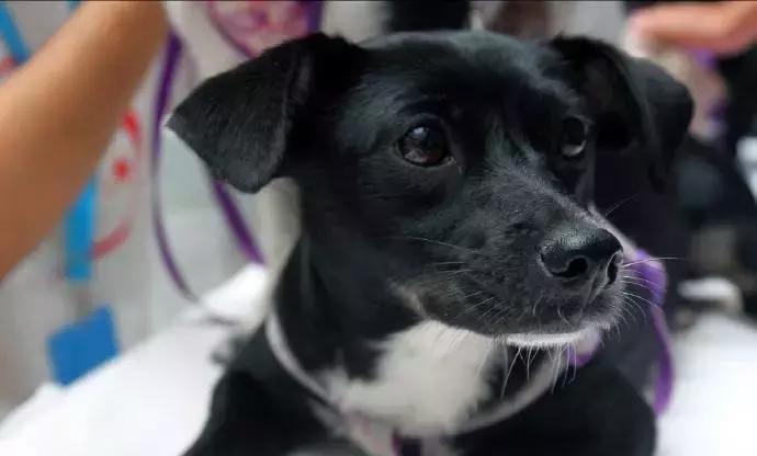 给它们一个家|线上宠物领养日,201903101