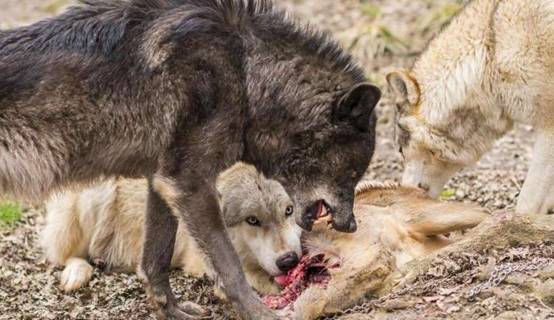 野外遇到狼的最好方法,如果在野外遇见狼应该怎么办