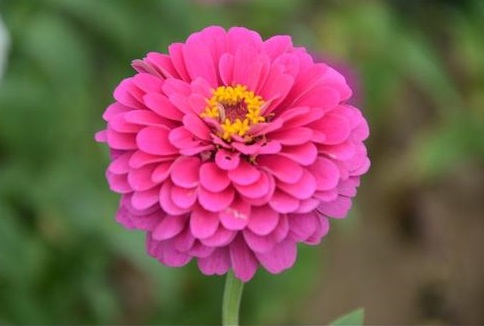 幼儿启蒙教育佩奇,孩子第一天去幼儿园怎么样