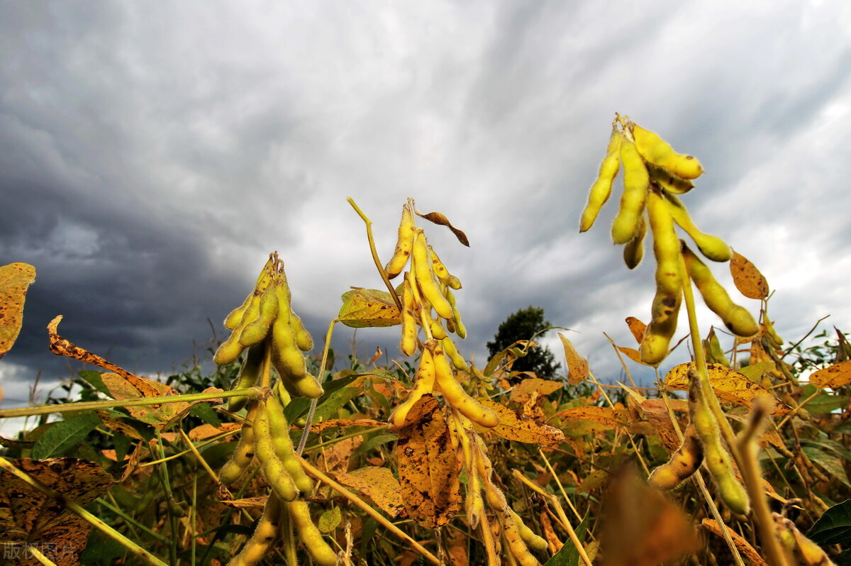 东北大豆价格最新行情现在多少,国内大豆价格近10年走势图