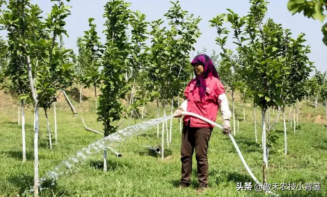 果树不能浇水的原因,果树出花芽可以浇水吗