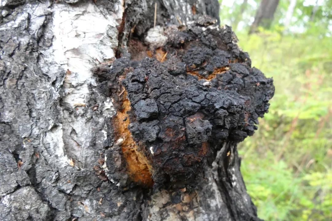 桦褐孔菌，因前苏联诺贝尔文学奖获得者小说，而被关注