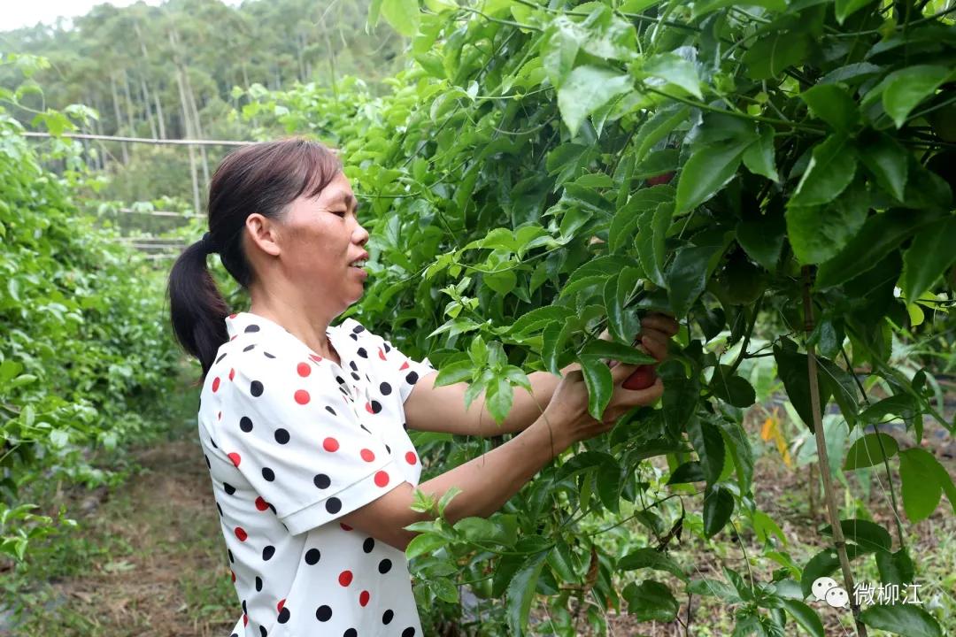 直播卖水果一年收入几百万,直播卖水果一年200万