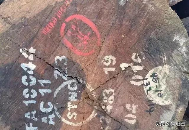 金丝柚木和榄仁木有什么区别,金丝柚木和缅甸柚木哪个好