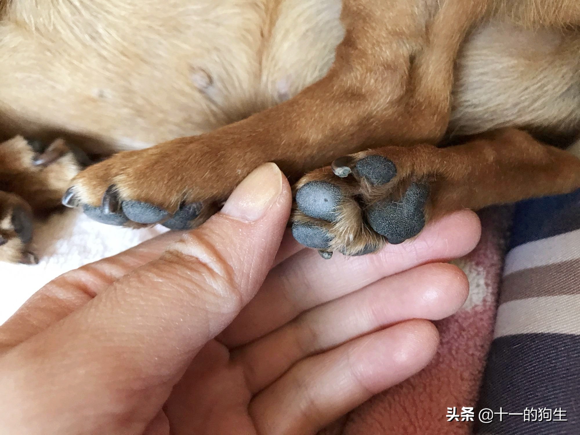 狗的爪爪可以不剪吗,狗的爪子有多厉害