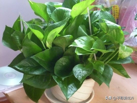 发财树绿萝如何救活,发财树绿萝怎么养才能更旺盛