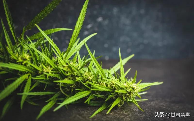亚洲国家对医用*麻大**开设“绿灯”是突破防线吗?